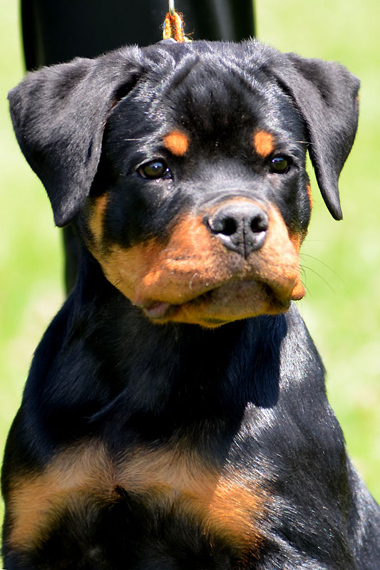 Imperator von der Alten Festung Imperator von der Alten Festung